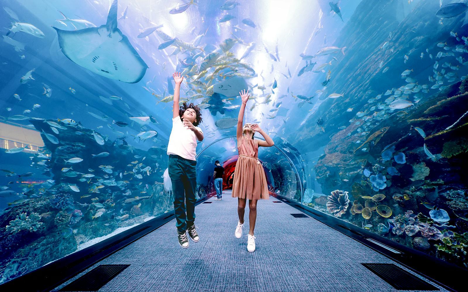 Dubai Aquarium & Underwater Zoo with Penguin Cove Tickets Gallery Image