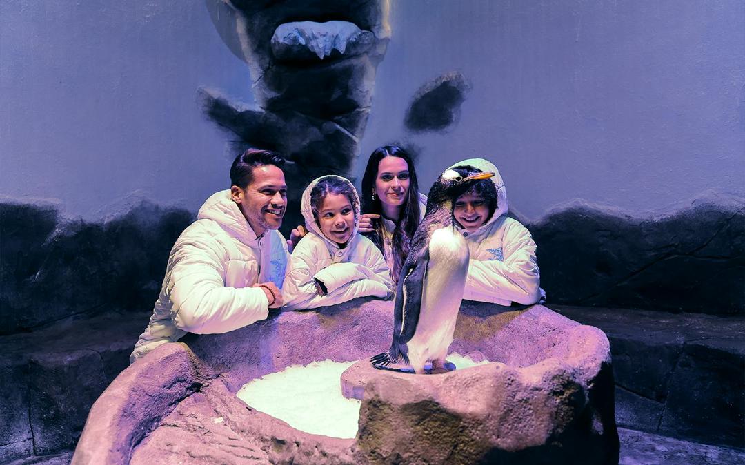 Dubai Aquarium & Underwater Zoo with Penguin Cove Tickets Gallery Image