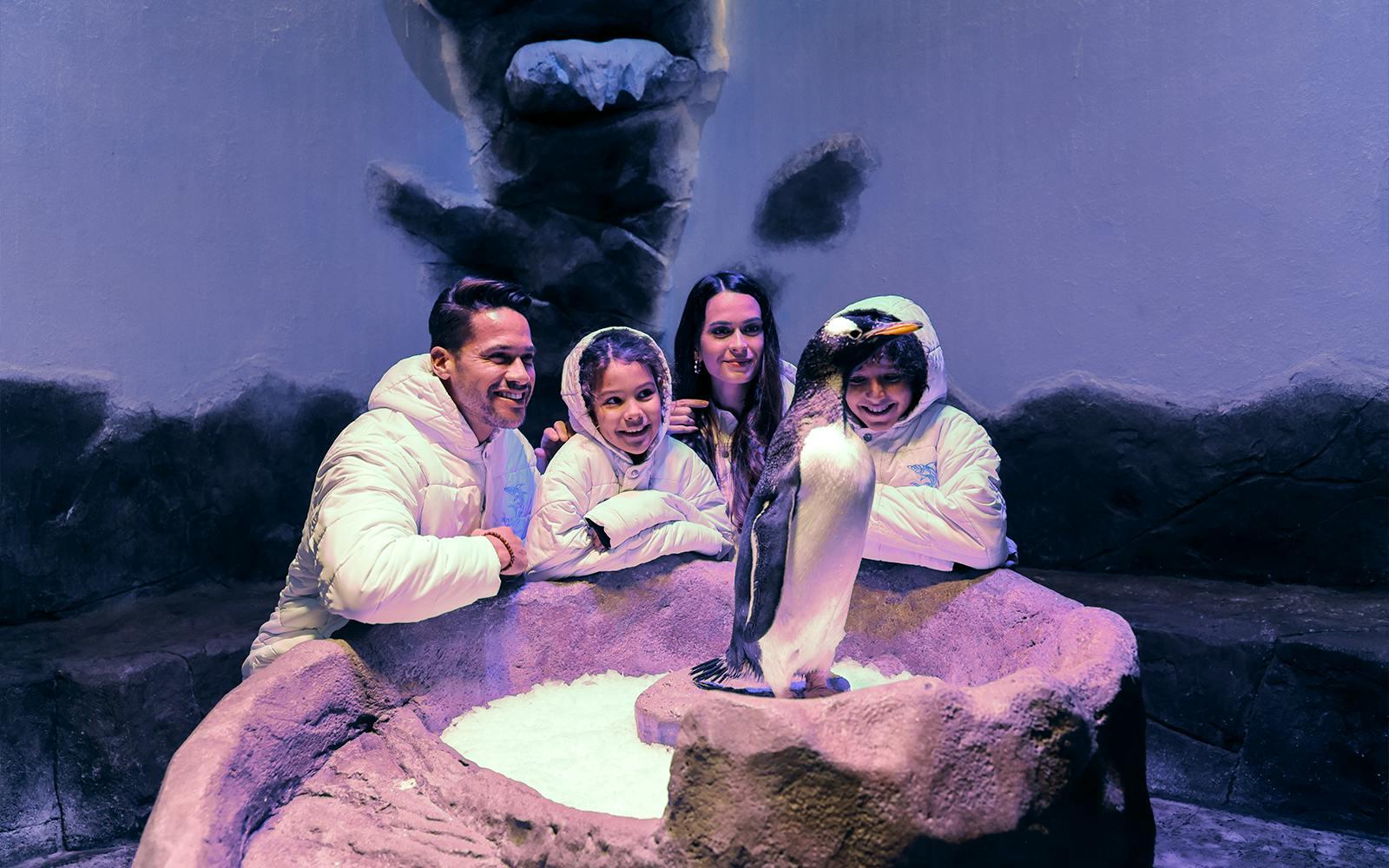 Dubai Aquarium & Underwater Zoo with Penguin Cove Tickets Gallery Image