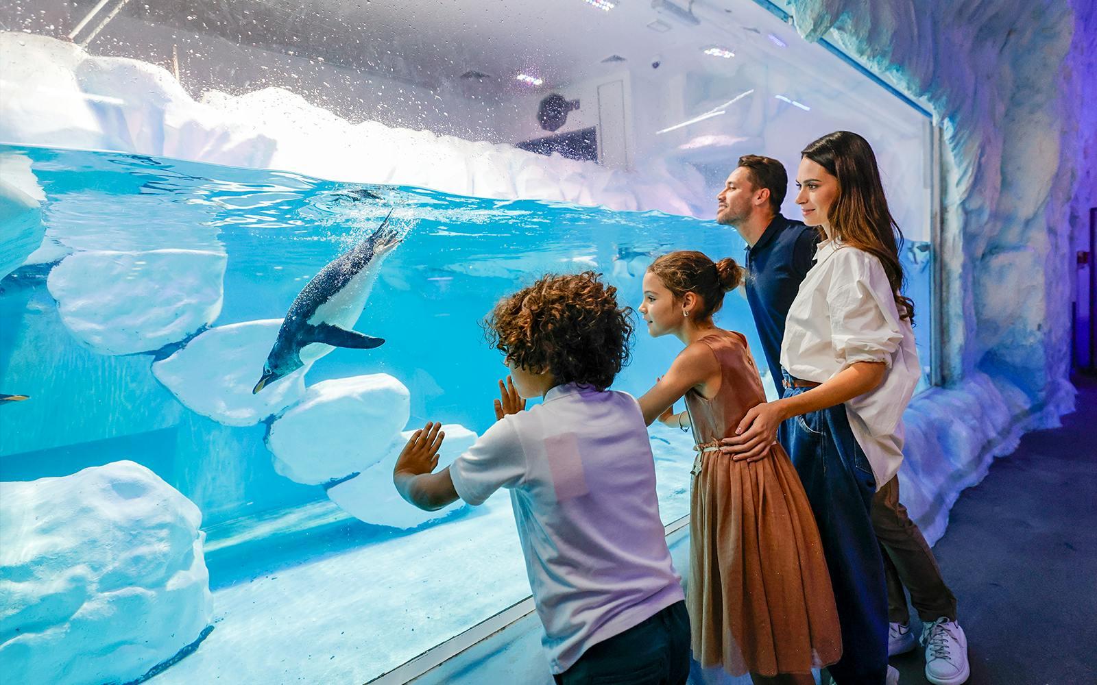 Dubai Aquarium & Underwater Zoo with Penguin Cove Tickets Gallery Image