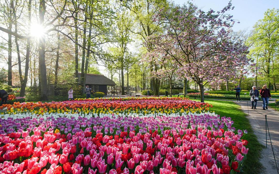 Keukenhof Entry Tickets Image 6 Keukenhof Entry Tickets Gallery Image