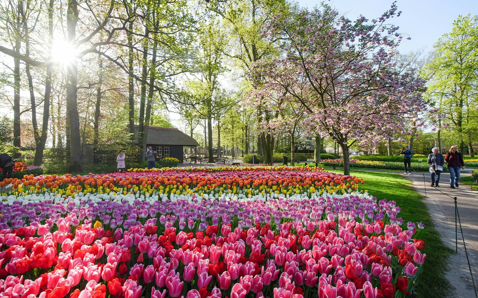 Keukenhof Entry Tickets Image 6 Keukenhof Entry Tickets Gallery Image