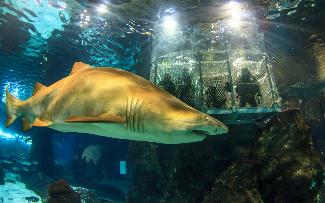 Barcelona Aquarium Skip-the-Line Tickets Image 3 Barcelona Aquarium Skip-the-Line Tickets Gallery Image