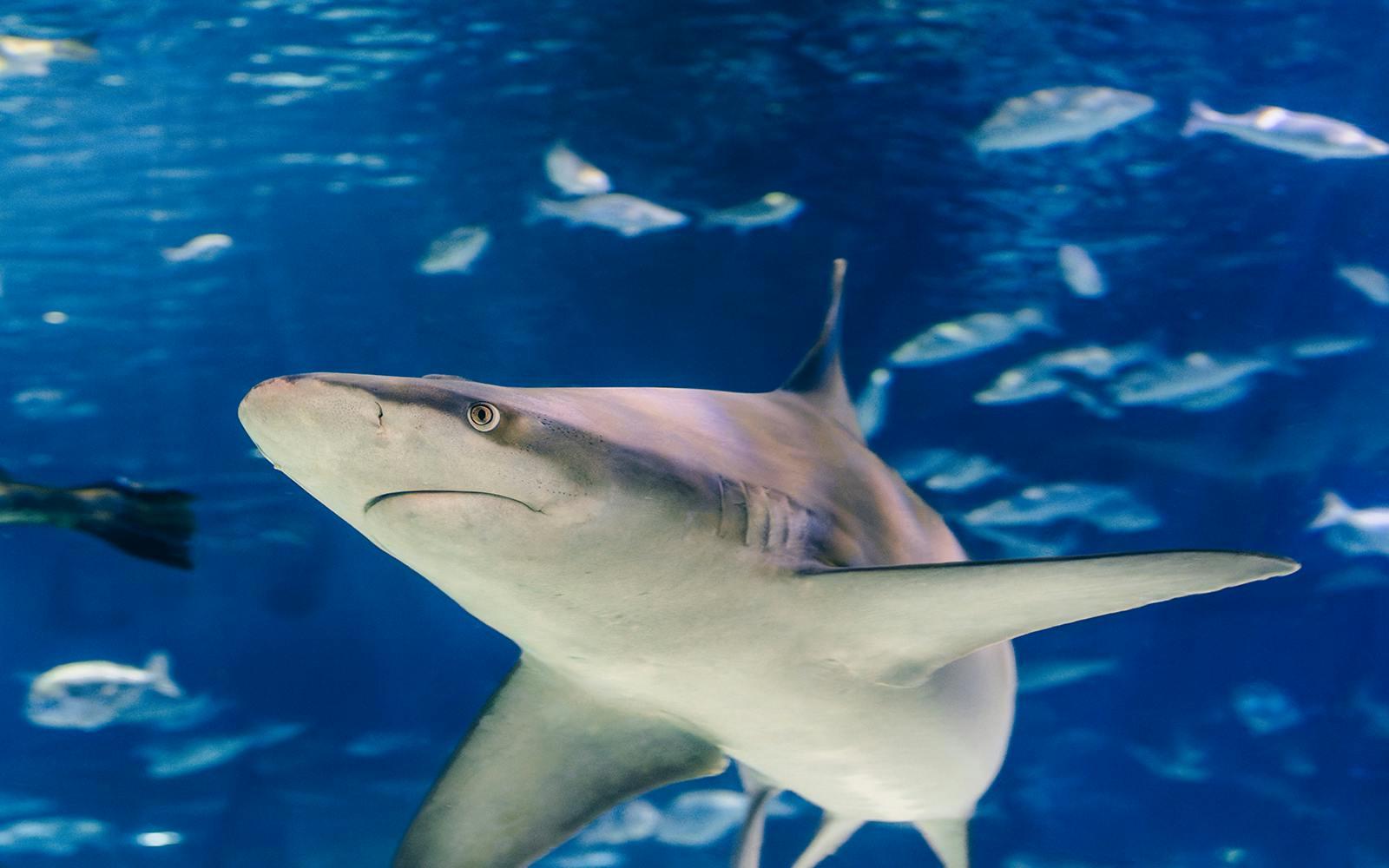 Barcelona Aquarium Skip-the-Line Tickets Image 4 Barcelona Aquarium Skip-the-Line Tickets Gallery Image