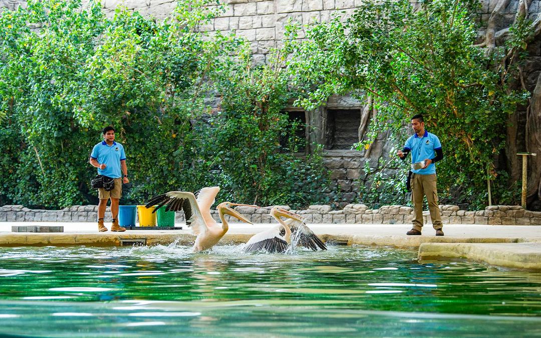 Dubai Safari Park Tickets Image 3 Dubai Safari Park Tickets Gallery Image