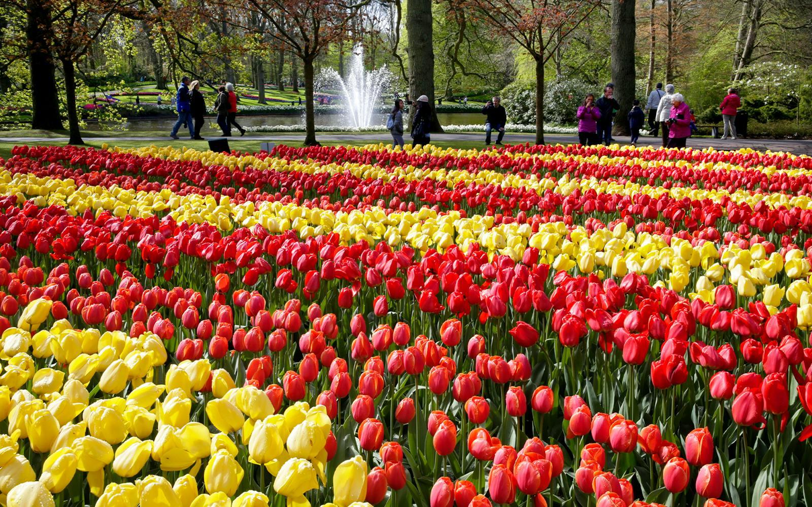 Keukenhof and Zaanse Schans Full-Day Trip from Amsterdam